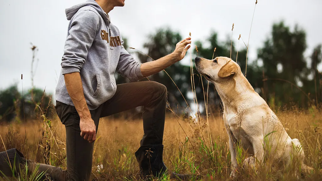 Hundetraining mit Stefan in Graz